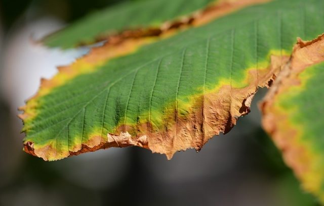 Fungus diseases