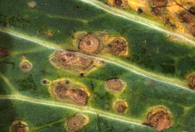 Fungus diseases