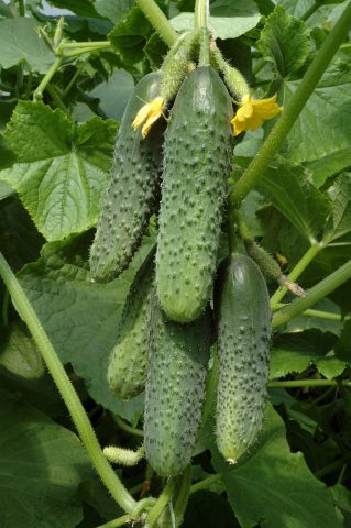 Furor Cucumbers: reviews, photos, yield