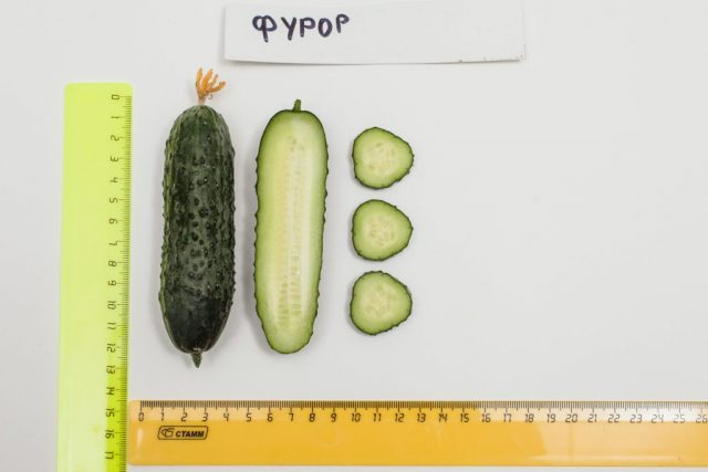 Furor Cucumbers: reviews, photos, yield