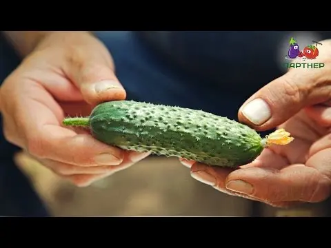 Furor Cucumbers: reviews, photos, yield