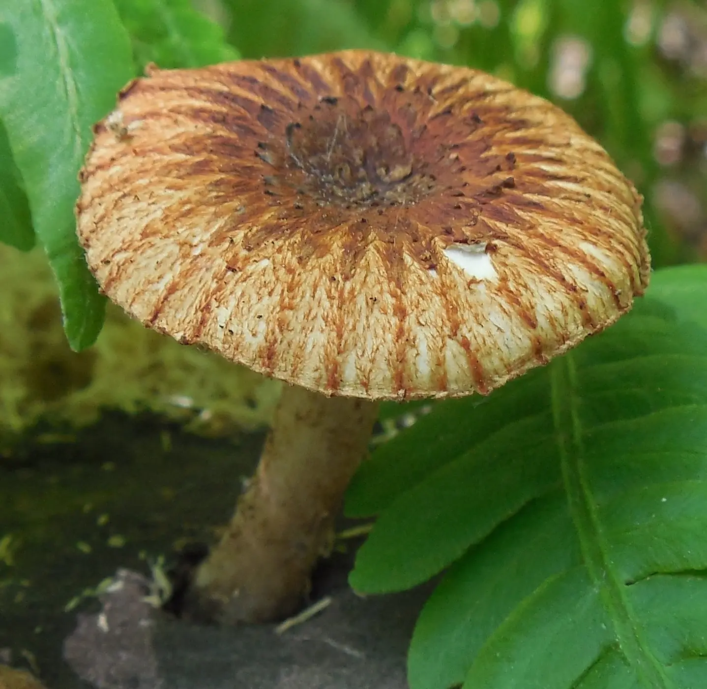 Furrowed sawfly (Heliocybe sulcata) photo and description