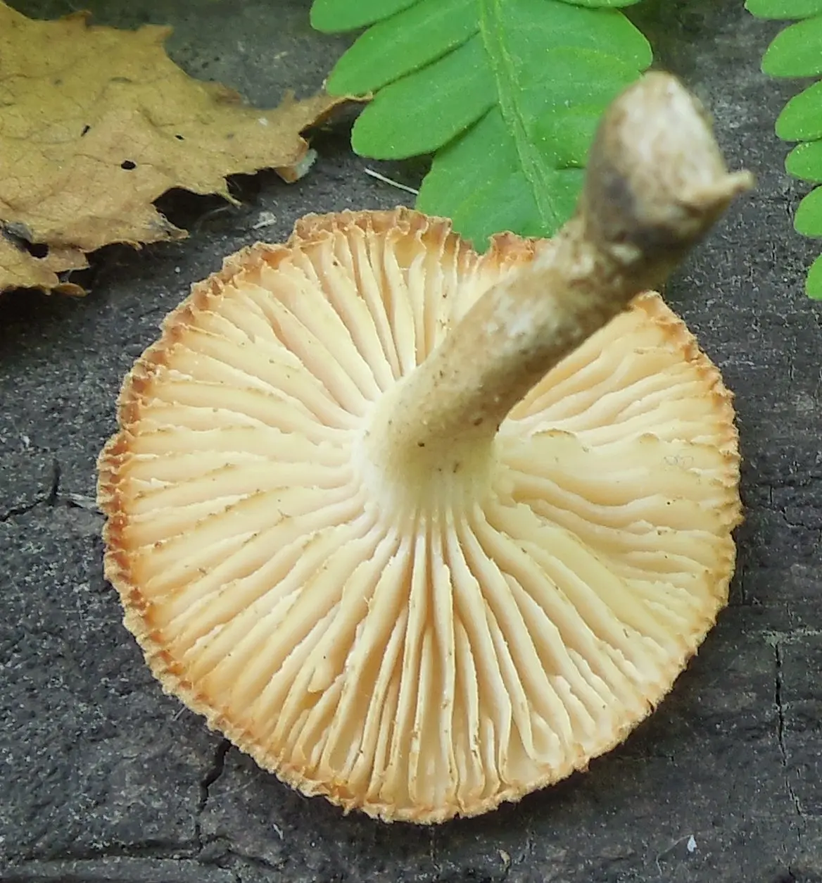 Furrowed sawfly (Heliocybe sulcata) photo and description