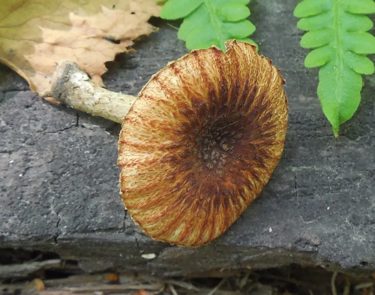 Furrowed sawfly (Lentinus reddish): photo and description