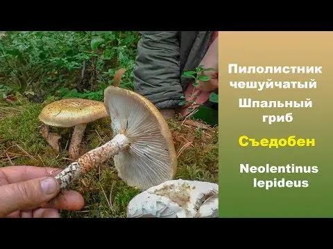 Furrowed sawfly (Lentinus reddish): photo and description