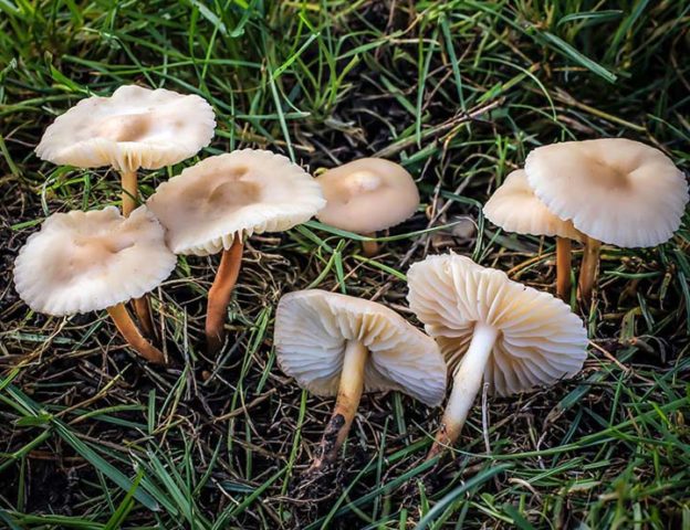 Furrowed talker (reddish, whitish): description, photo, edibility