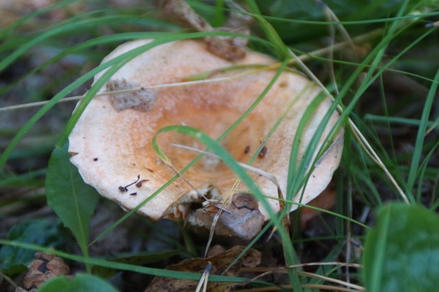 Furrowed talker (reddish, whitish): description, photo, edibility