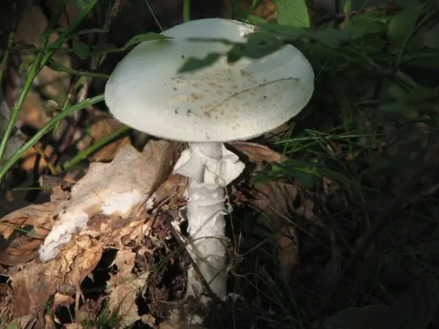 Furrowed talker (reddish, whitish): description, photo, edibility