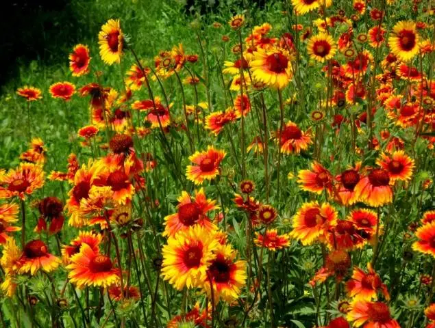 Gaillardia annual &#8211; growing from seeds + photo