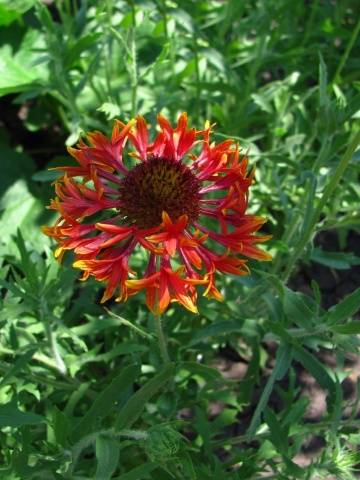 Gaillardia annual &#8211; growing from seeds + photo