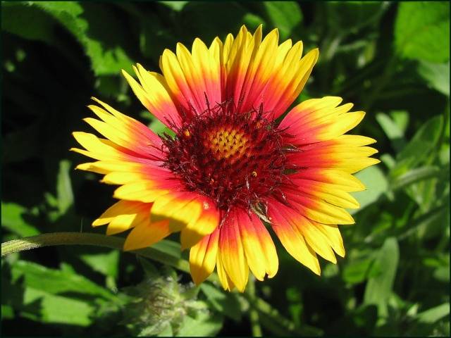 Gaillardia annual &#8211; growing from seeds + photo