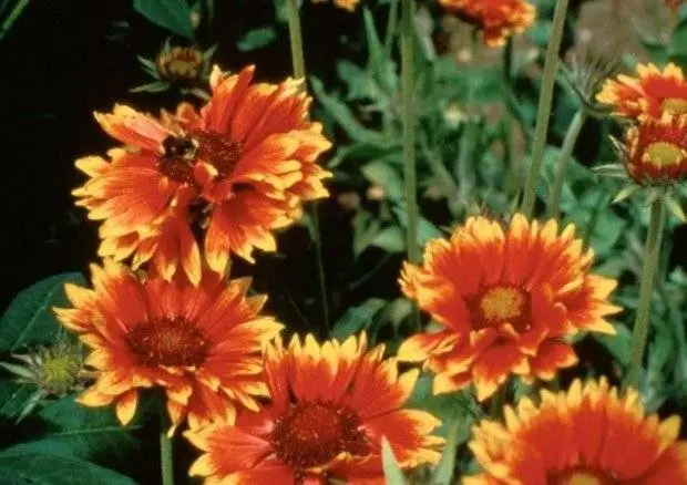 Gaillardia annual &#8211; growing from seeds + photo