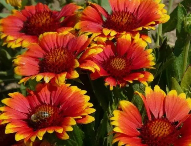 Gaillardia annual &#8211; growing from seeds + photo