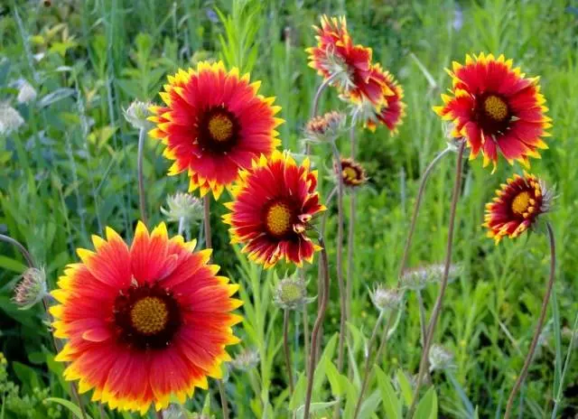 Gaillardia annual &#8211; growing from seeds + photo