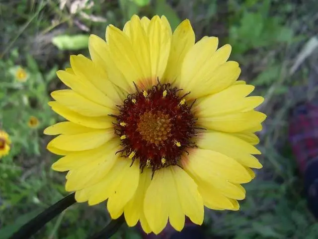 Gaillardia annual &#8211; growing from seeds + photo