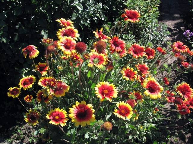 Gaillardia annual &#8211; growing from seeds + photo