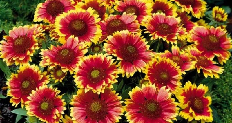 Gaillardia annual &#8211; growing from seeds + photo