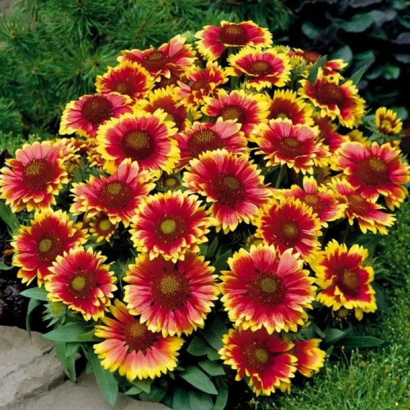 Gaillardia annual &#8211; growing from seeds + photo