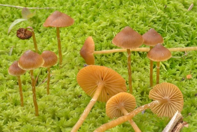 Galerina Bolotnaya: description and photo