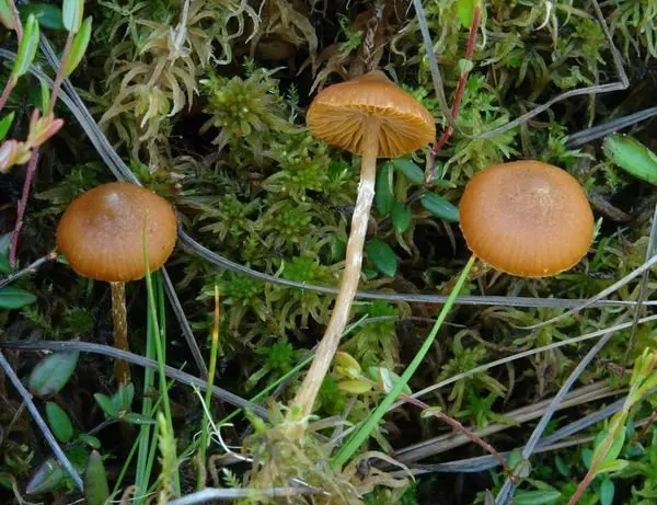 Galerina Bolotnaya (Galerina paludosa) photo and description