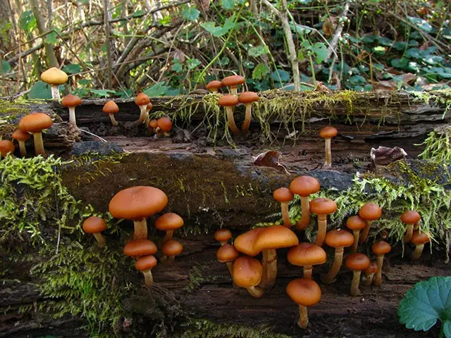 Galerina bordered: description and photo