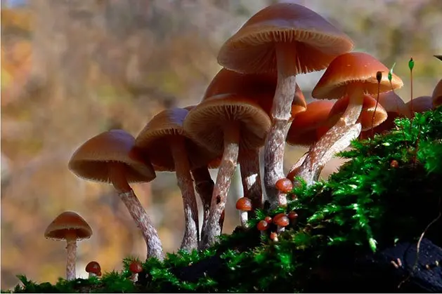 Galerina bordered: description and photo