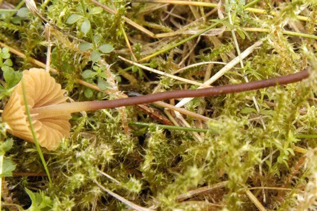 Galerina ribbon (Galerina vittiformis) photo and description