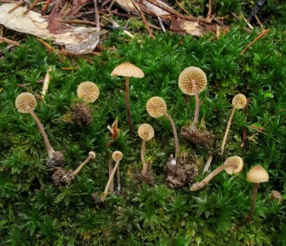 Galerina ribbon-like: description, edibility, photo