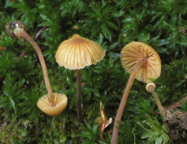 Galerina ribbon-like: description, edibility, photo