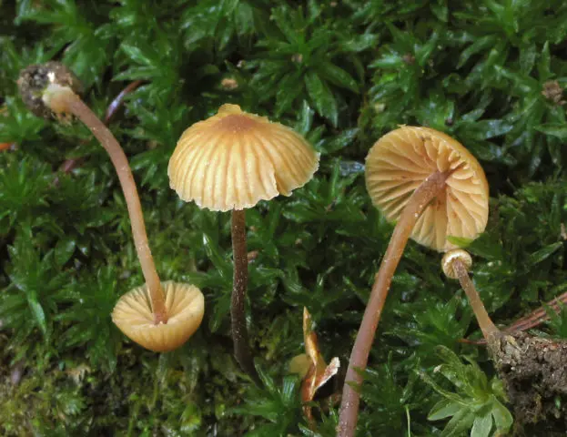 Galerina ribbon-like: description, edibility, photo