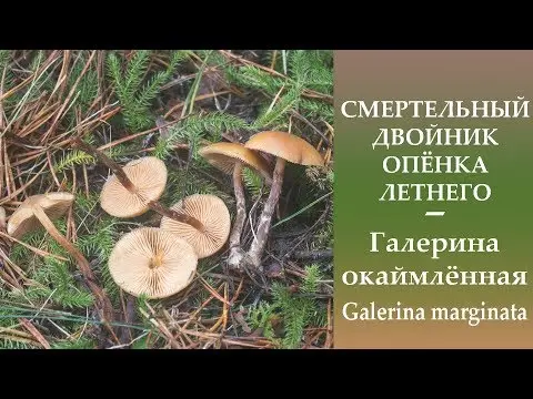 Galerina ribbon-like: description, edibility, photo