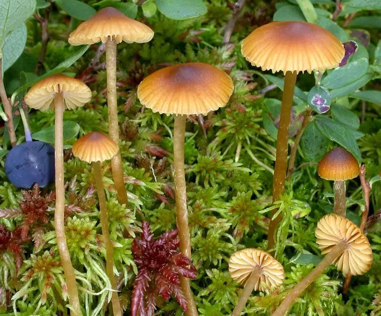 Galerina sphagnum (Galerina sphagnorum) photo and description