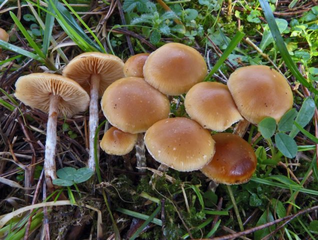 Galerina sphagnum: what it looks like, where it grows, photo