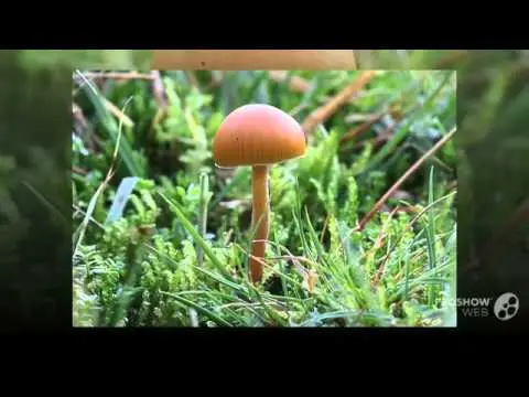 Galerina sphagnum: what it looks like, where it grows, photo