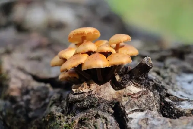 Galerina sphagnum: what it looks like, where it grows, photo