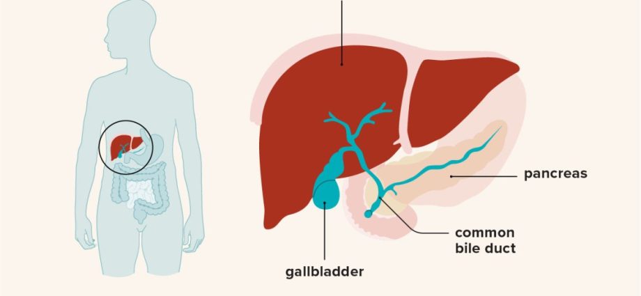 Gall bladder (gallbladder) &#8211; what are the symptoms of diseases?