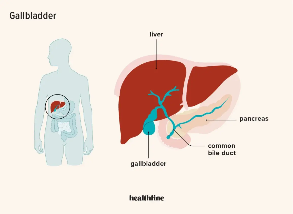 Gall bladder (gallbladder) &#8211; what are the symptoms of diseases?