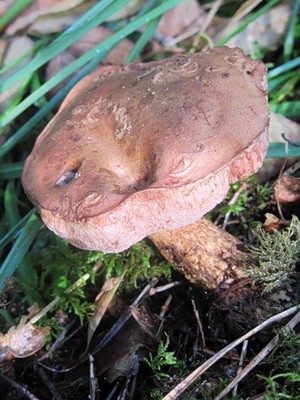 Gall fungus (gorchak) poisonous or not?