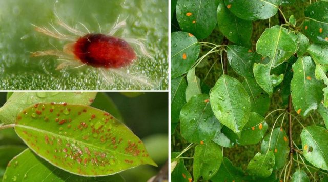 Gall mite on a pear: control measures