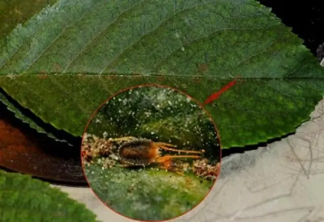 Gall mite on a pear: control measures