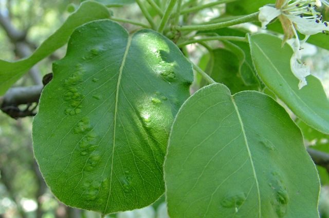 Gall mite on a pear: control measures