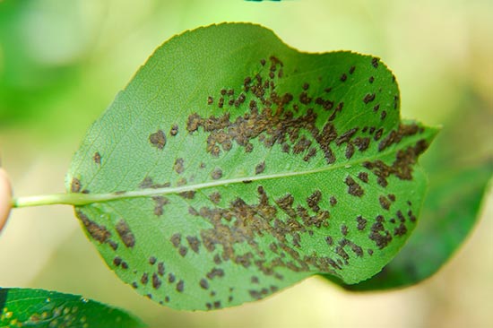 Gall mite on a pear: control measures