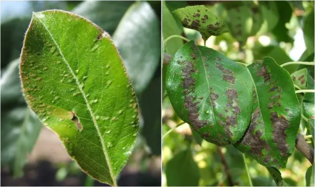 Gall mite on a pear: control measures