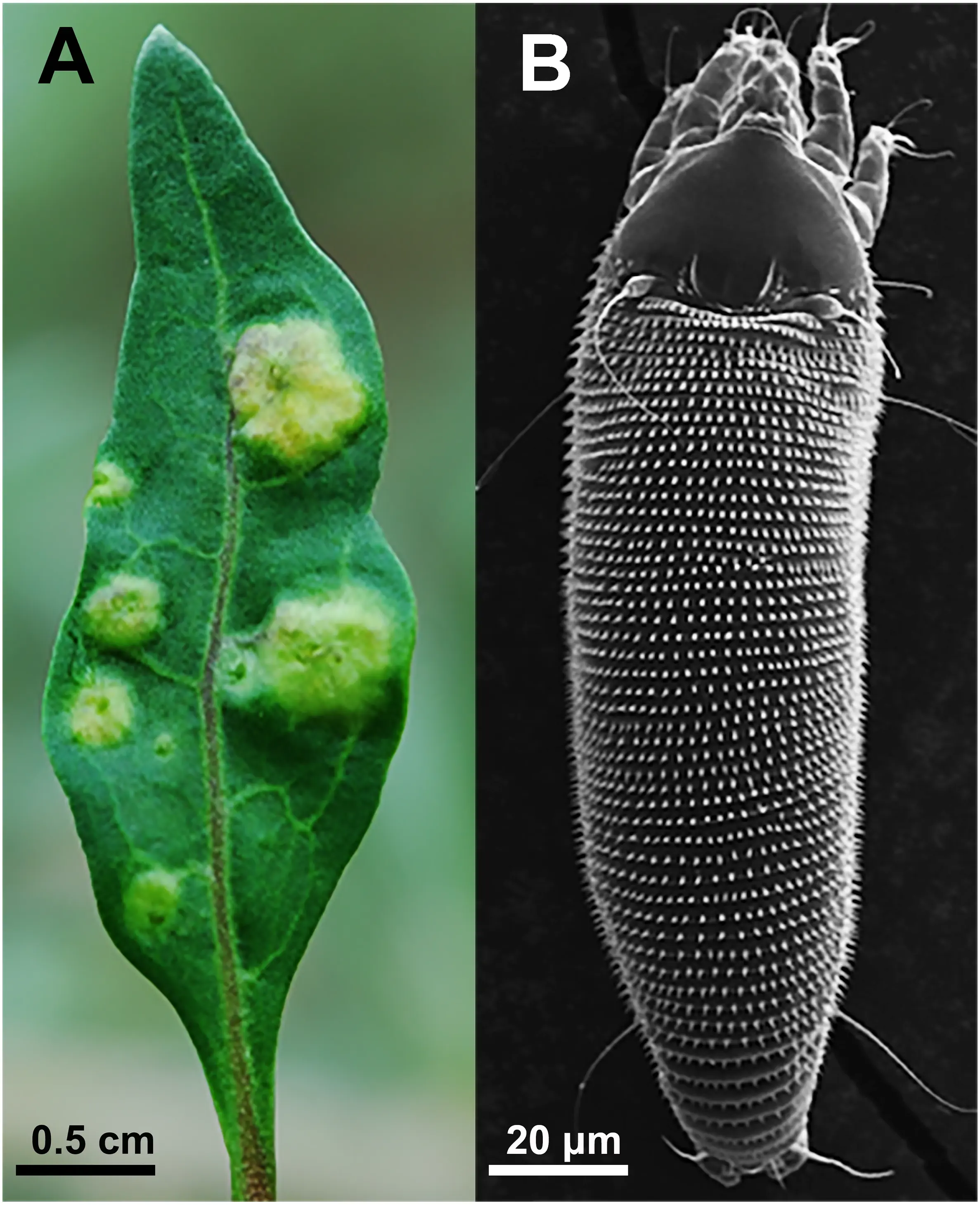 Gall mite on a pear: control measures