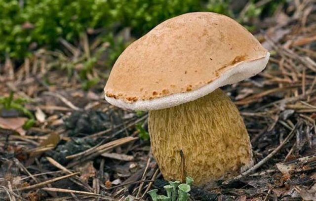 Gall mushroom: photo and description, edible or not