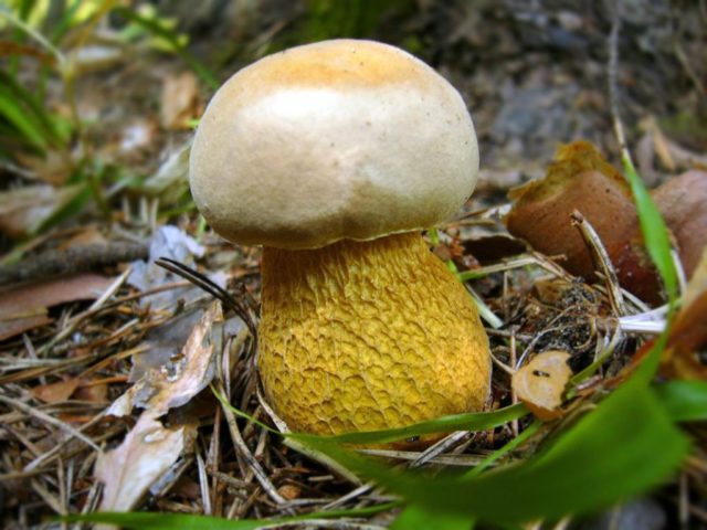 Gall mushroom: photo and description, edible or not