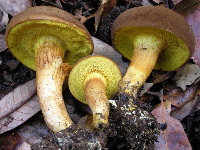 Gall mushroom: photo and description, edible or not