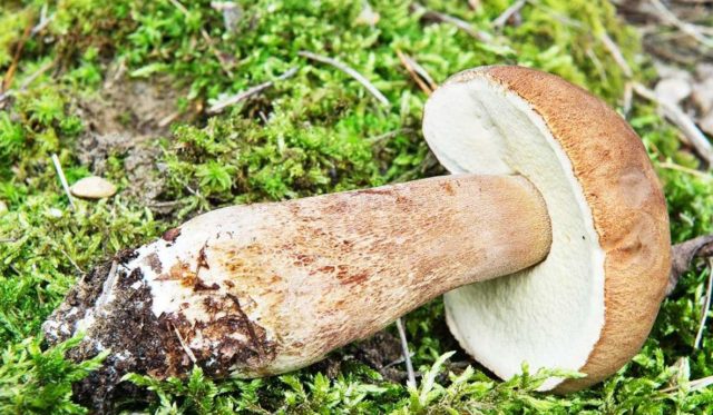 Gall mushroom: photo and description, edible or not