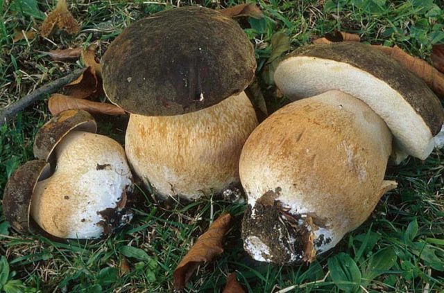 Gall mushroom: photo and description, edible or not