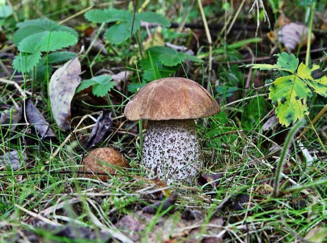 Gall mushroom: photo and description, edible or not